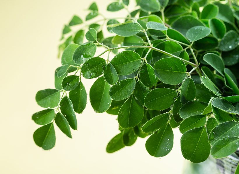 How Moringa Supports a Happy Gut