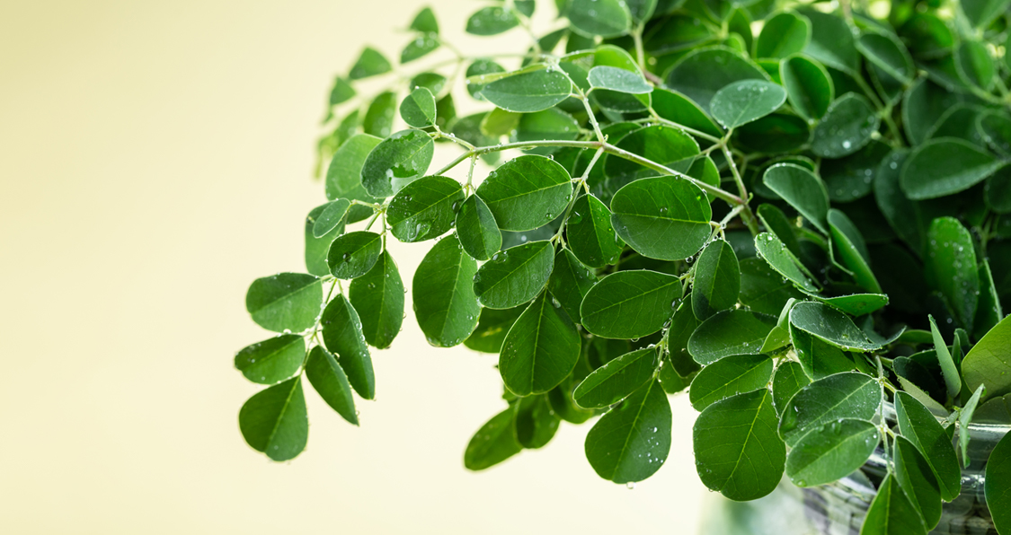 How Moringa Supports a Happy Gut