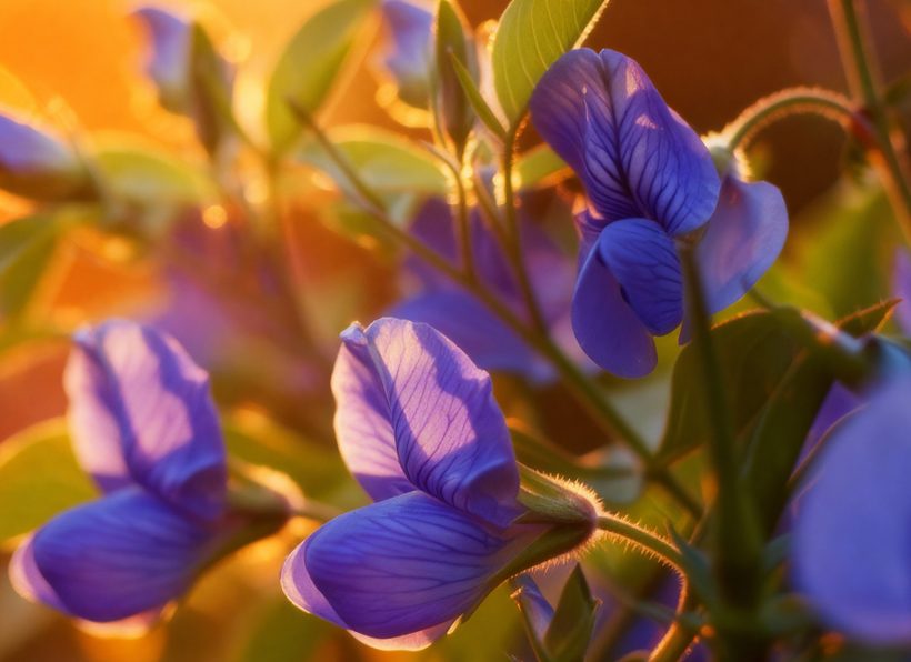 Blue Pea Flower and Eye Wellness