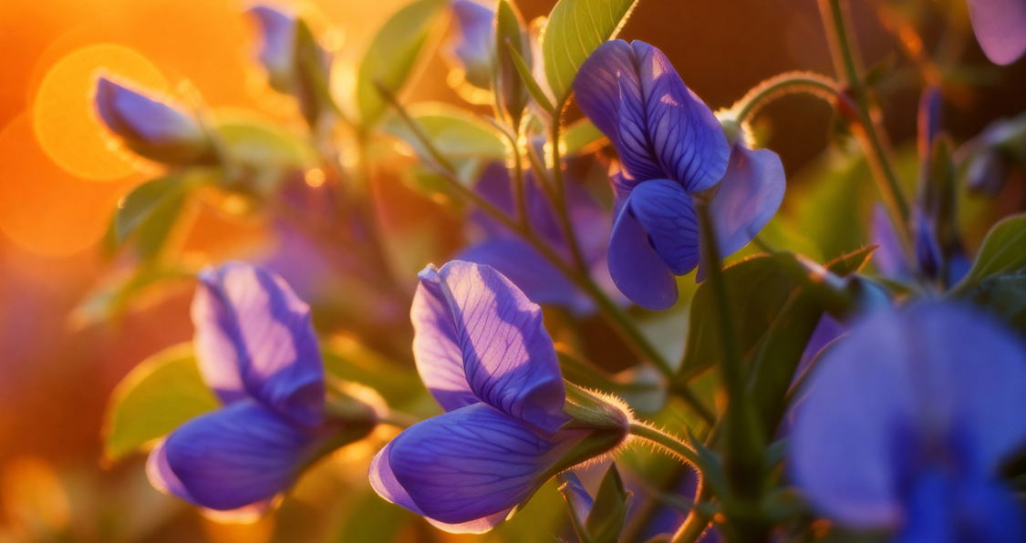 Blue Pea Flower and Eye Wellness