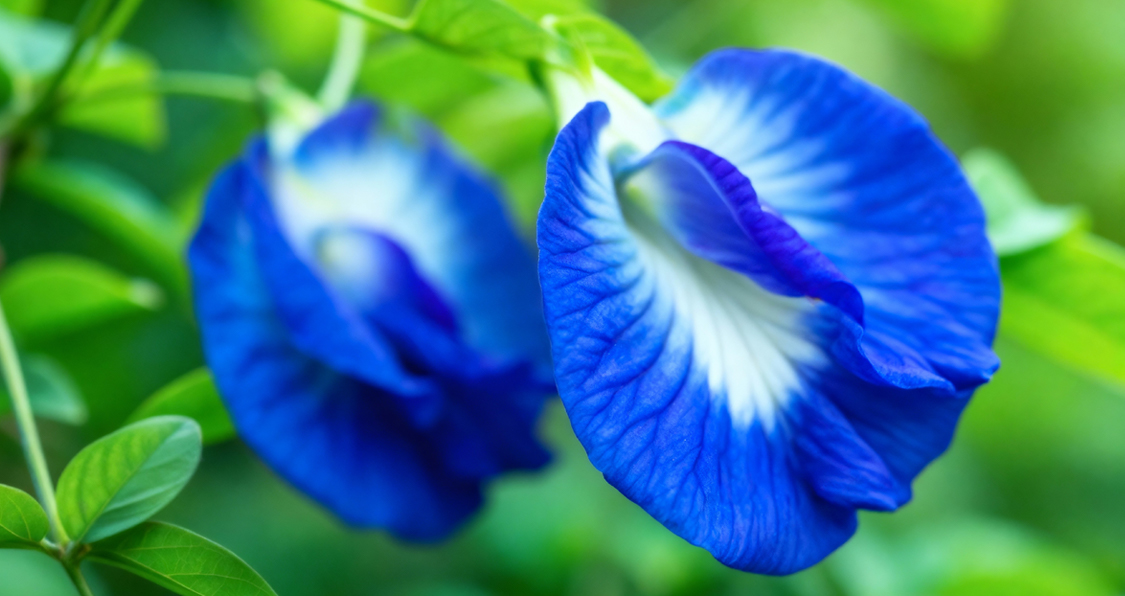 Blue Pea Flower for Digestion