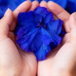 Blue Pea Flower for Joints