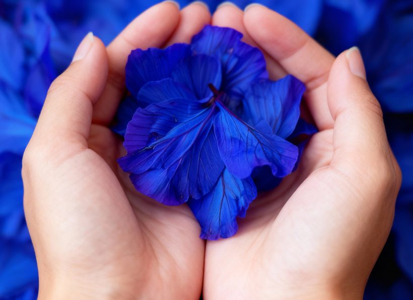 Blue Pea Flower for Joints