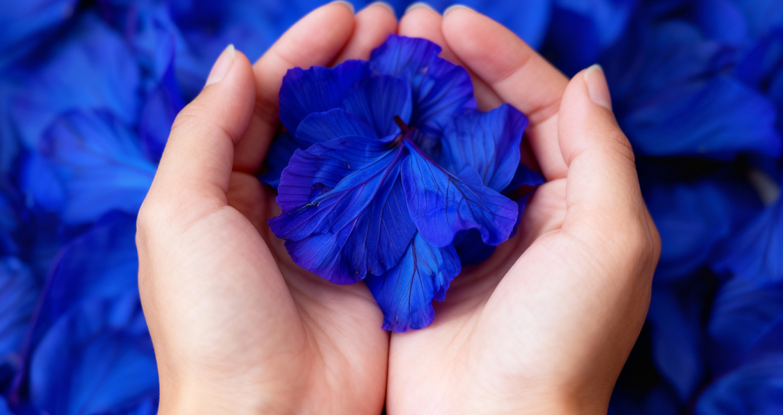 Blue Pea Flower for Joints